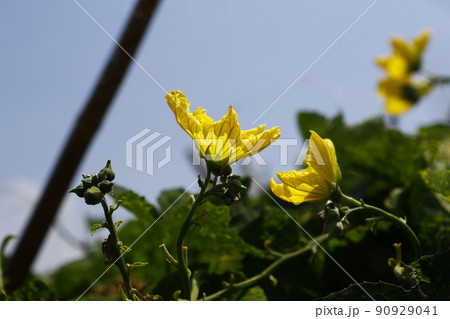 ヘチマ へちま 糸瓜 90929041