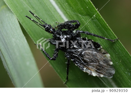 ヤニサシガメ成虫 90929350