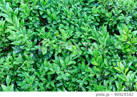 Buxus sempervirens bush. 90929382