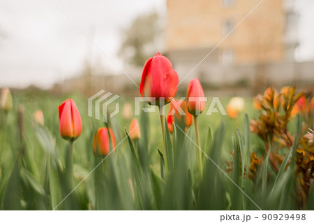 beautiful tulips grow in the garden in spring beautiful tulips grow in the garden in spring 90929498