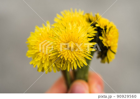 yellow dandelion close-up in green grass in spring 90929560
