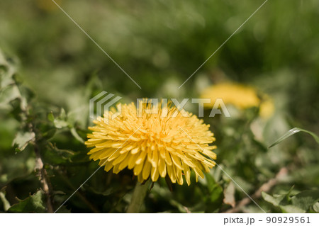 yellow dandelion close-up in green grass in spring 90929561