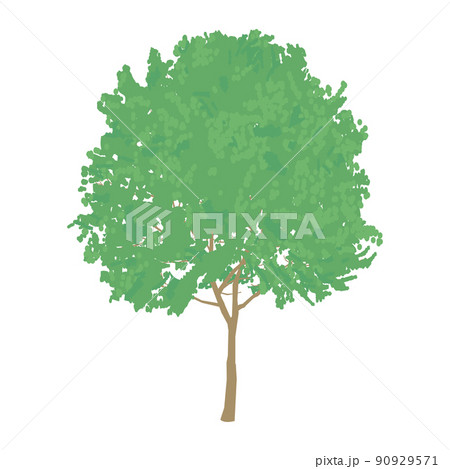 広葉樹　落葉樹 90929571