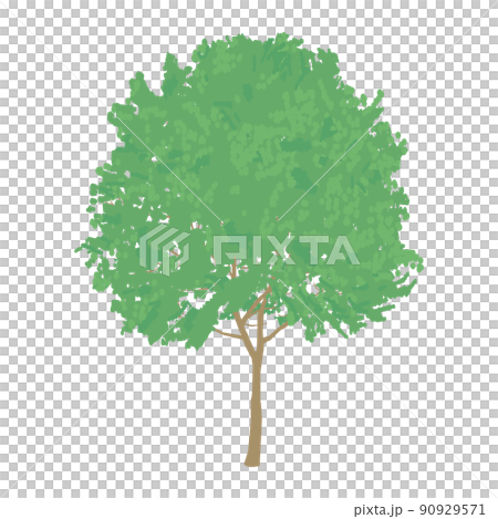 広葉樹　落葉樹 90929571
