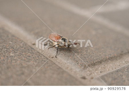 May beetle crawling on the asphalt in spring May beetle crawling on the asphalt in spring 90929576