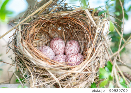 鳥の巣に入っているすずめの卵 90929709
