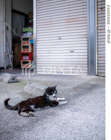 小田原漁港にいる野良猫 90930043