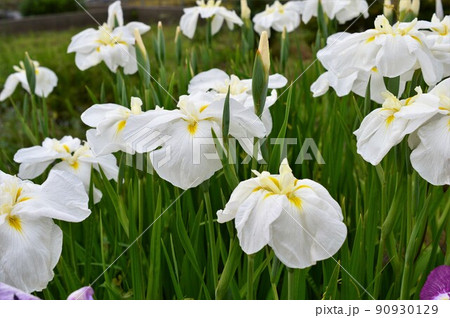 白色ハナショウブ（花菖蒲） 90930129