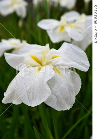 白色ハナショウブ(花菖蒲) 白色ハナショウブ(花菖蒲) 90930135