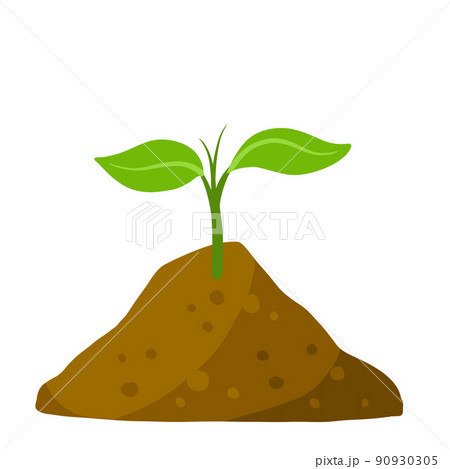 Sprout of plant in ground. Green leaves of young seedlings in soil. 90930305