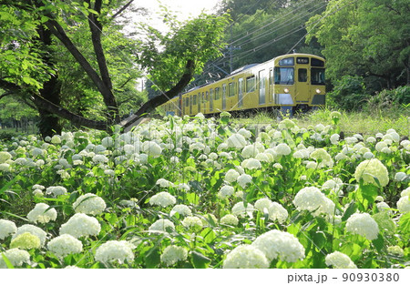 アナベルと西武鉄道 北山公園菖蒲園 アナベルと西武鉄道 北山公園菖蒲園 90930380