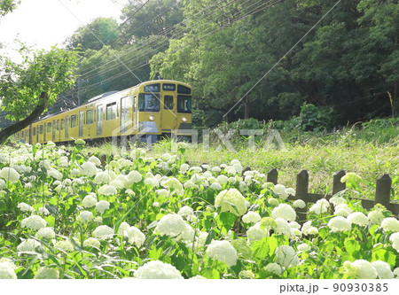 アナベルと西武鉄道 北山公園菖蒲園 アナベルと西武鉄道 北山公園菖蒲園 90930385