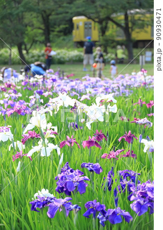 花菖蒲と西武鉄道　北山公園菖蒲園 90930471