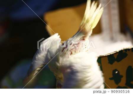 鳥 インコ オウム 90930516