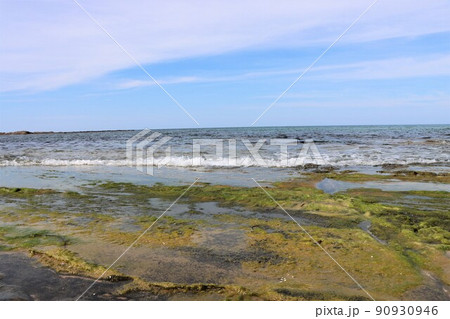 潮だまりには小さな生物たちの世界が広がる 潮だまりには小さな生物たちの世界が広がる 90930946