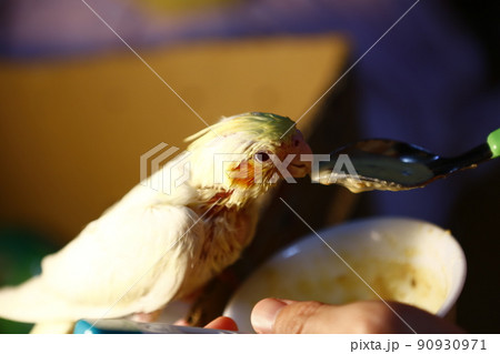 鳥 インコ オウム 90930971