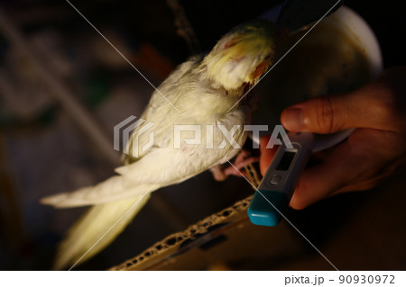 鳥 インコ オウム 90930972