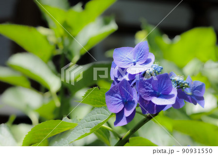 梅雨空に色鮮やかに咲き誇る紫陽花の花 梅雨空に色鮮やかに咲き誇る紫陽花の花 90931550