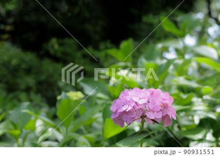 梅雨空に色鮮やかに咲き誇る紫陽花の花 梅雨空に色鮮やかに咲き誇る紫陽花の花 90931551