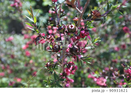ギョリュウバイの花後 90931621