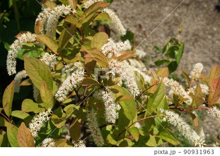 コバノズイナ 'ヘンリーズ ガーネット' の花 90931963