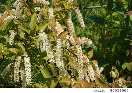 コバノズイナ 'ヘンリーズ ガーネット' の花 90931965