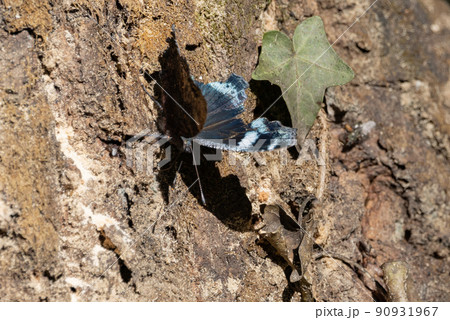 瑠璃色のラインが印象的で美しくて人気のあるルリタテハ 90931967