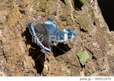 瑠璃色のラインが印象的で美しくて人気のあるルリタテハ 90931970