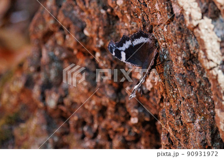 瑠璃色のラインが印象的で美しくて人気のあるルリタテハ 90931972