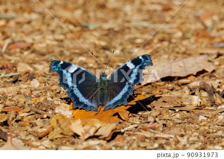 瑠璃色のラインが印象的で美しくて人気のあるルリタテハ 瑠璃色のラインが印象的で美しくて人気のあるルリタテハ 90931973