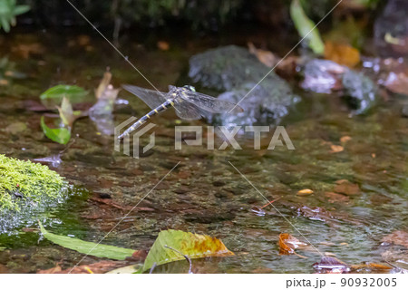 日本最大のトンボで一定区域をパトロールするトンボのオニヤンマ 90932005