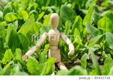 Green spinach growing in the garden on a vegetable farm. Healthy food in your own kitchen garden Green spinach growing in the garden on a vegetable farm. Healthy food in your own kitchen garden 90932738