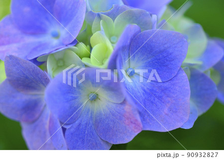茨城県　水戸市　護国神社の紫陽花 90932827