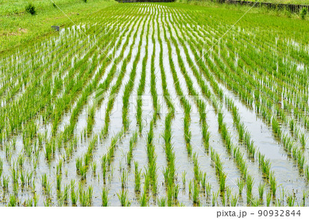 水田　稲田 　　埼玉県加須市 90932844