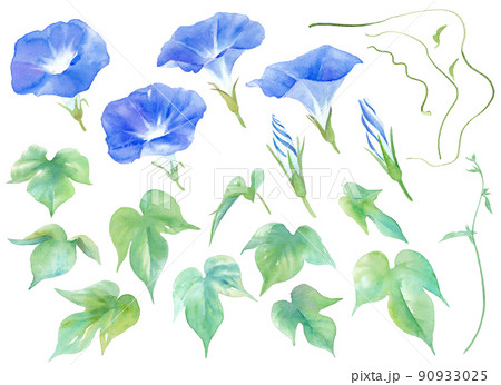  夏の花。青色のアサガオの水彩イラスト。装飾用パーツセット。 90933025