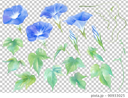 夏の花。青色のアサガオの水彩イラスト。装飾用パーツセット。 90933025