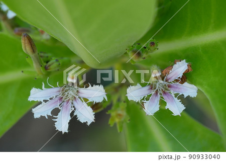 クサトベラの花 クサトベラの花 90933040