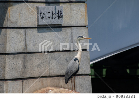 なにわ橋の看板の前で佇むアオサギ なにわ橋の看板の前で佇むアオサギ 90933231