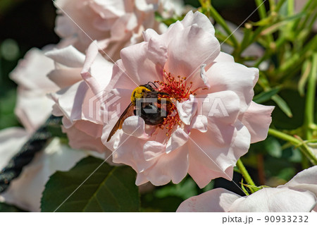 バラの蜜を舐めるクマバチ 90933232