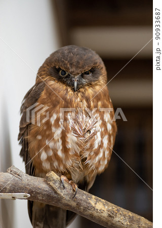 アオバズク 90933687