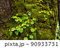 苔生した木 90933731