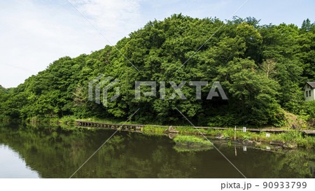 神奈川県立神奈川県横浜市緑区四季の森公園の初夏（つゆ） 90933799
