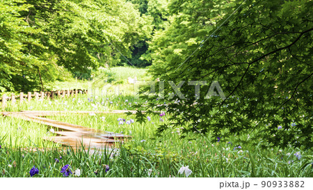 神奈川県立神奈川県横浜市緑区四季の森公園の初夏（つゆ） 90933882