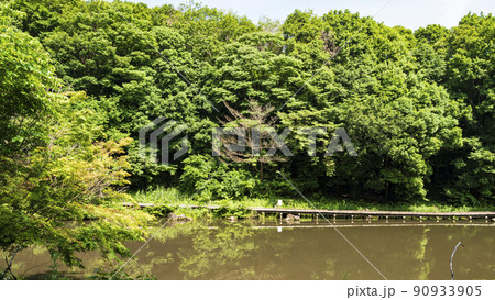 神奈川県立神奈川県横浜市緑区四季の森公園の初夏（つゆ） 90933905