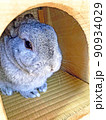 小屋にこもるグレーのもふもふウサギ 90934029