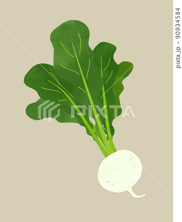 かぶのイラスト素材 [90934584] - PIXTA