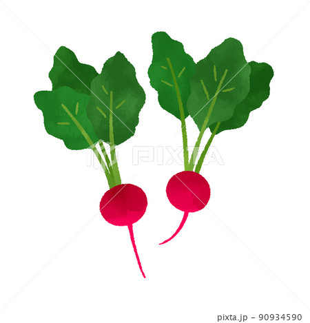 ラディッシュ ラディッシュ 90934590