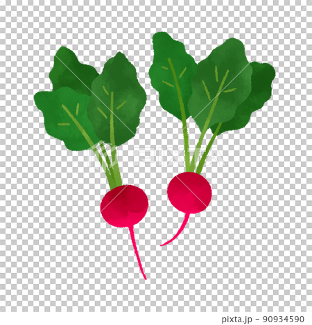 ラディッシュ ラディッシュ 90934590