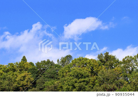樹木と空 樹木と空 90935044