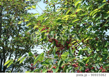 美味しそうに実ったジューンベリー 90935062